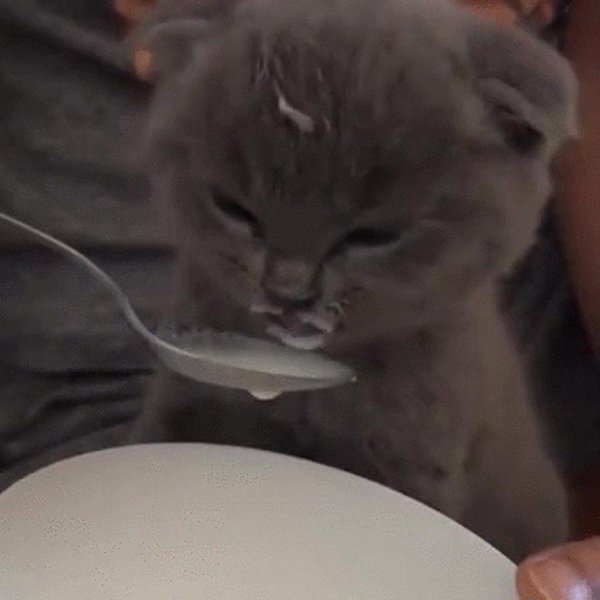 котенок пьет молоко