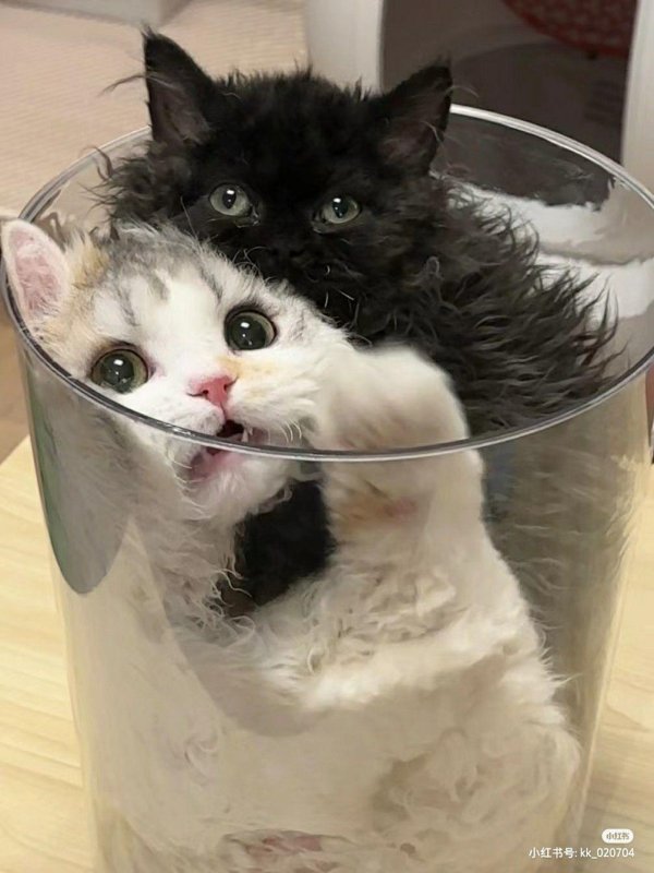 милые котики