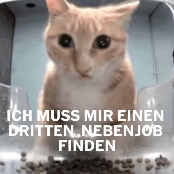 кошачий мем