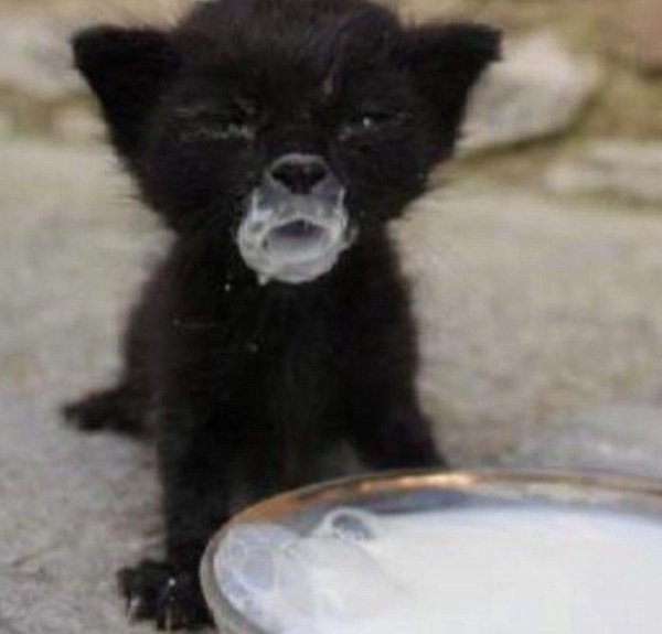 черный котенок в молоке