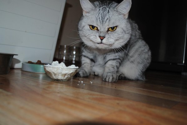 скоттиш страйт вискас