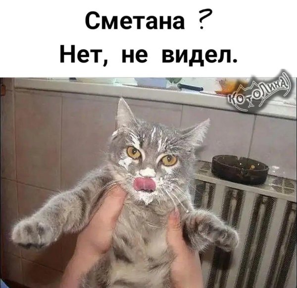 котенок в сметане мем