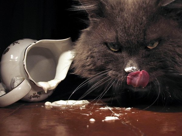 кот бегемот мастер и маргарита