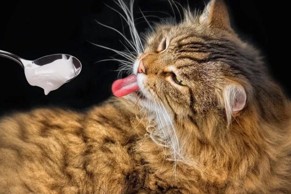 кот ест сметану