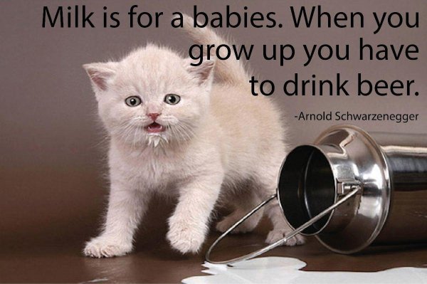 котята пьют молоко