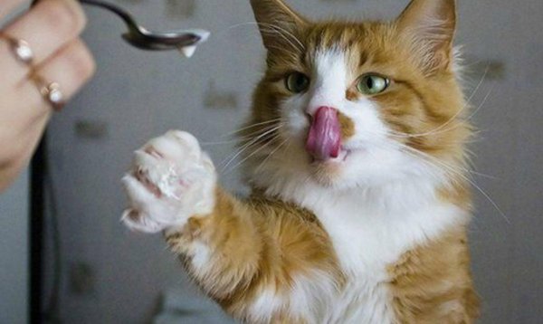 кот веселый