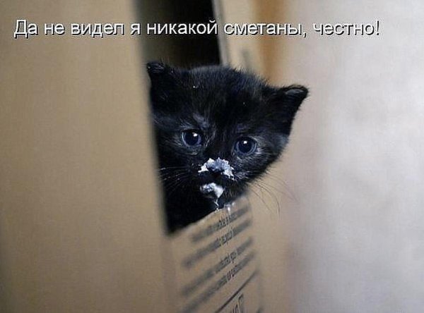 котенок в сметане мем