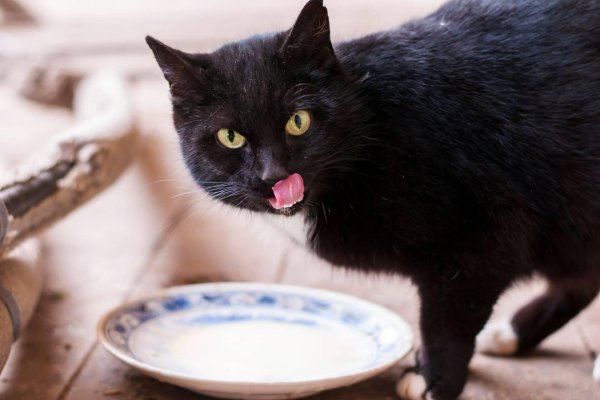 кошка лакает молоко