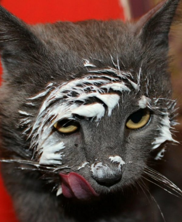 мокрая киска