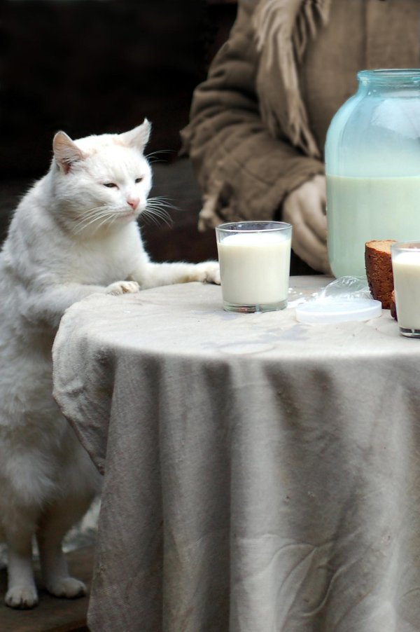 котик за столом