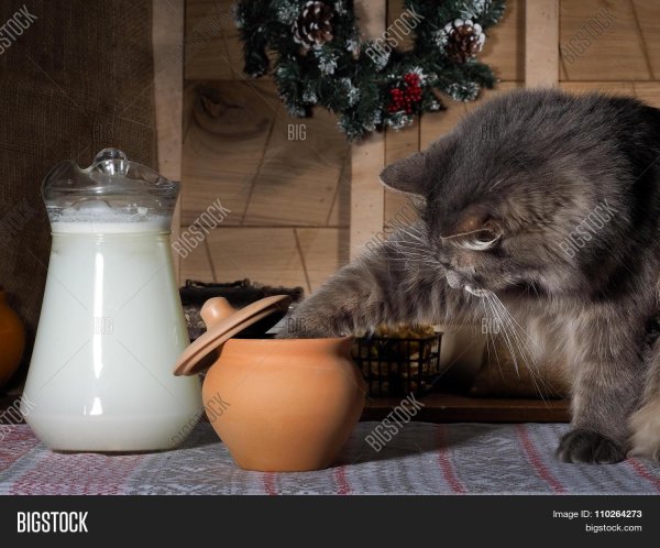 парное молоко