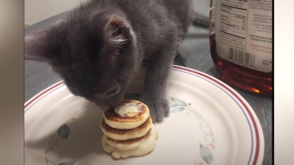 голодный котенок