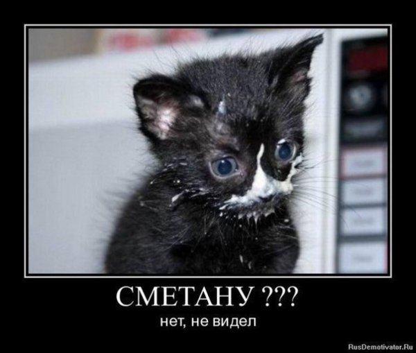 Кот ест сметану