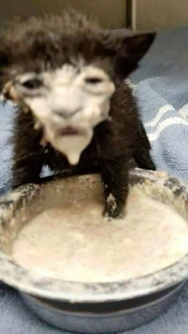 Кот ест сметану