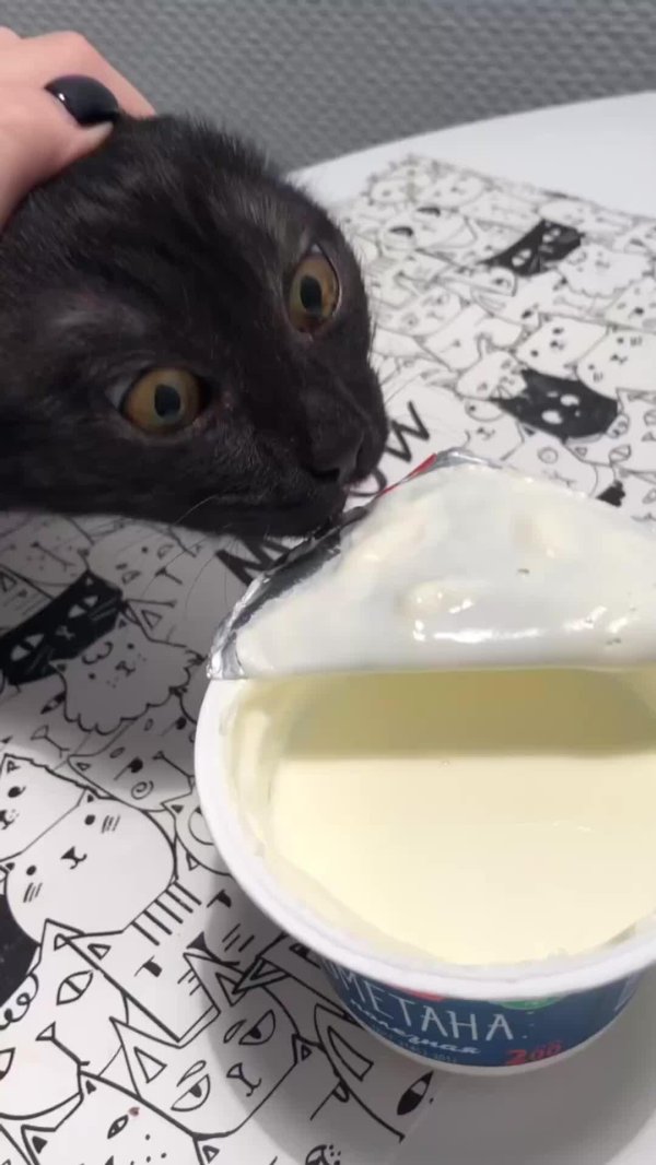 молоко для котят