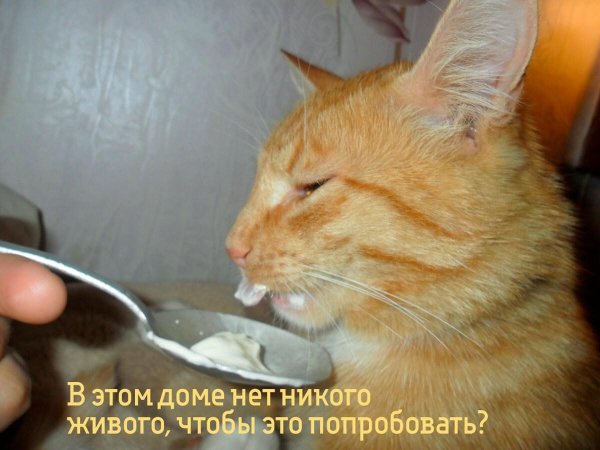 про кошек