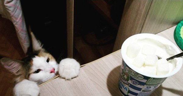 сметана кошкам