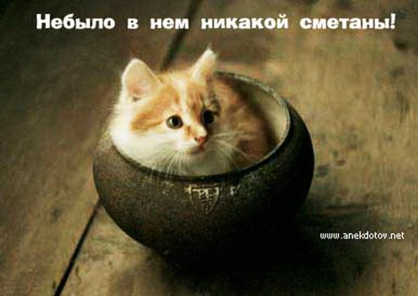 раз у нашего степана караулил кот сметану