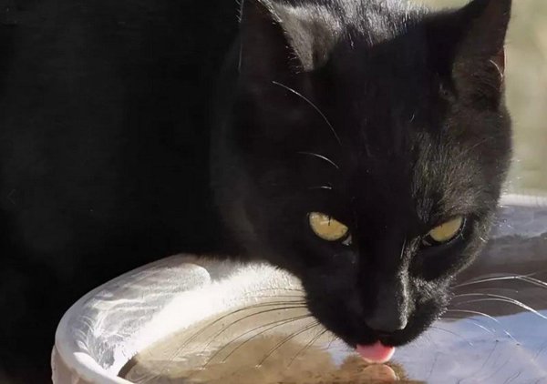 черная кошка пьет воду