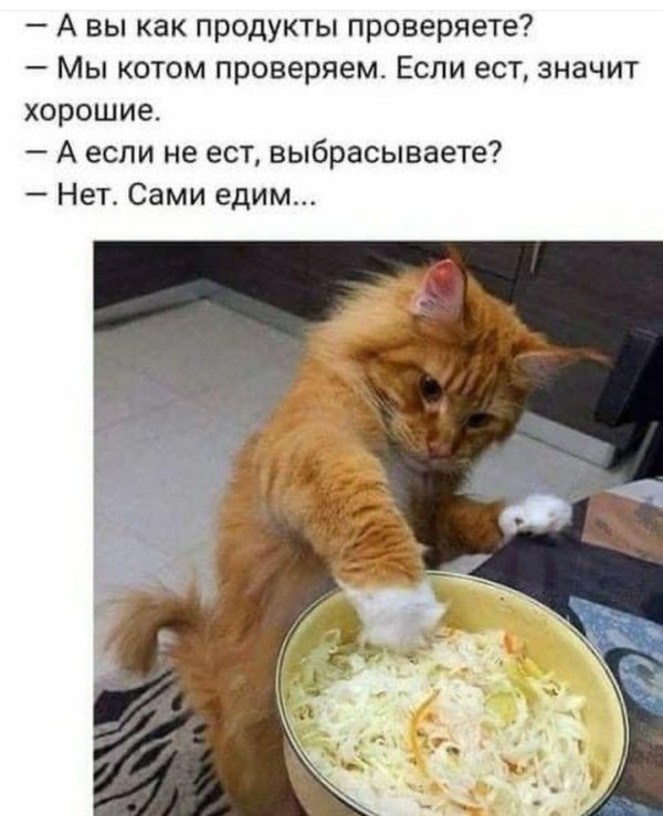 коты юмор