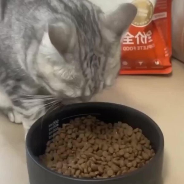 котенок домашний