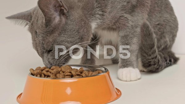 корма для котов