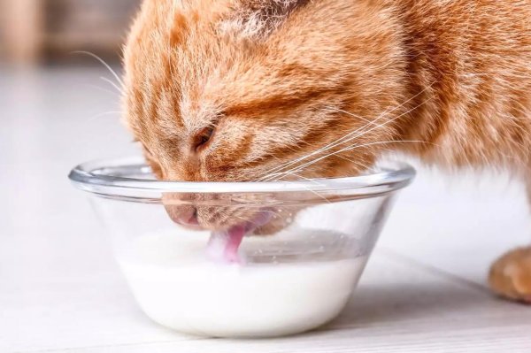 рыжий котёнок лакает молоко