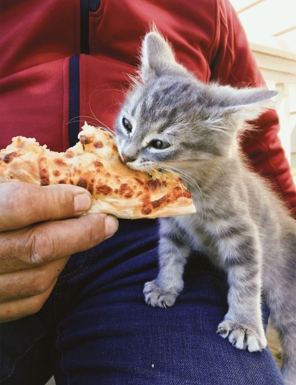 котики с едой