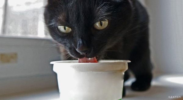 черная сметана