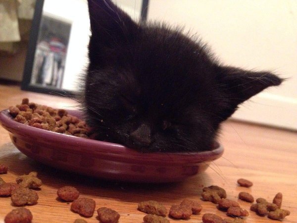 black kitten eats figs