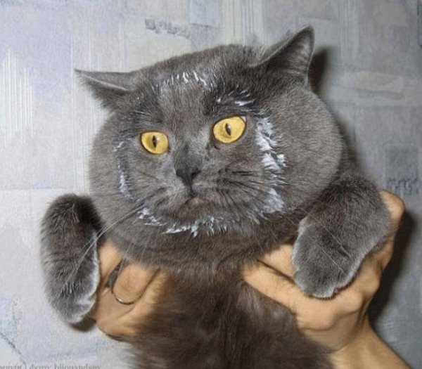 кот в сметане