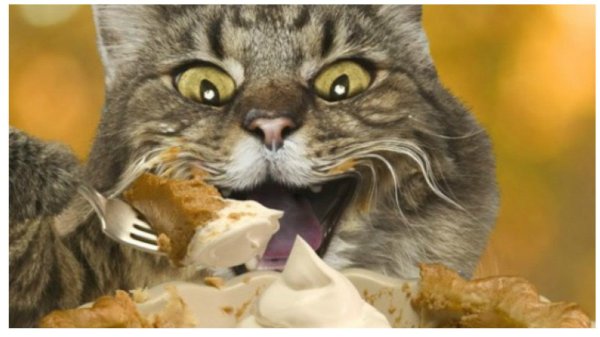 котик гурман