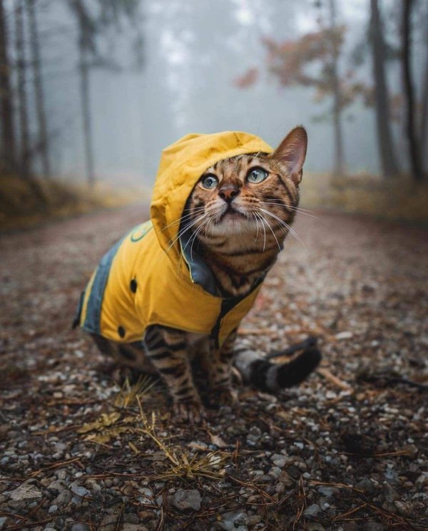 Кот в пальто