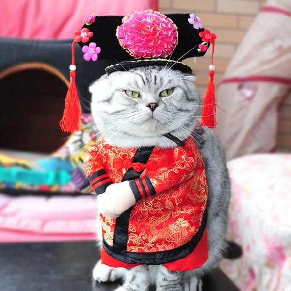 Коты в одежде