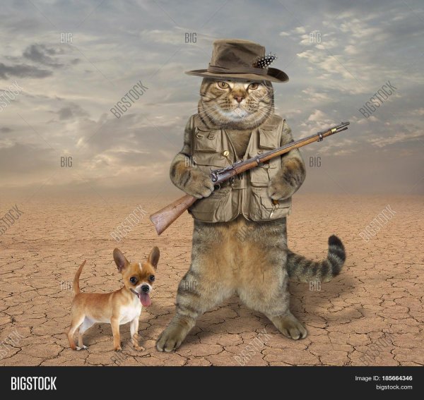 Кот с ружьем