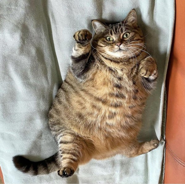 кот жирный