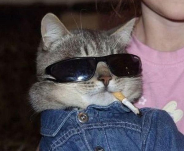 кот с сигаретой