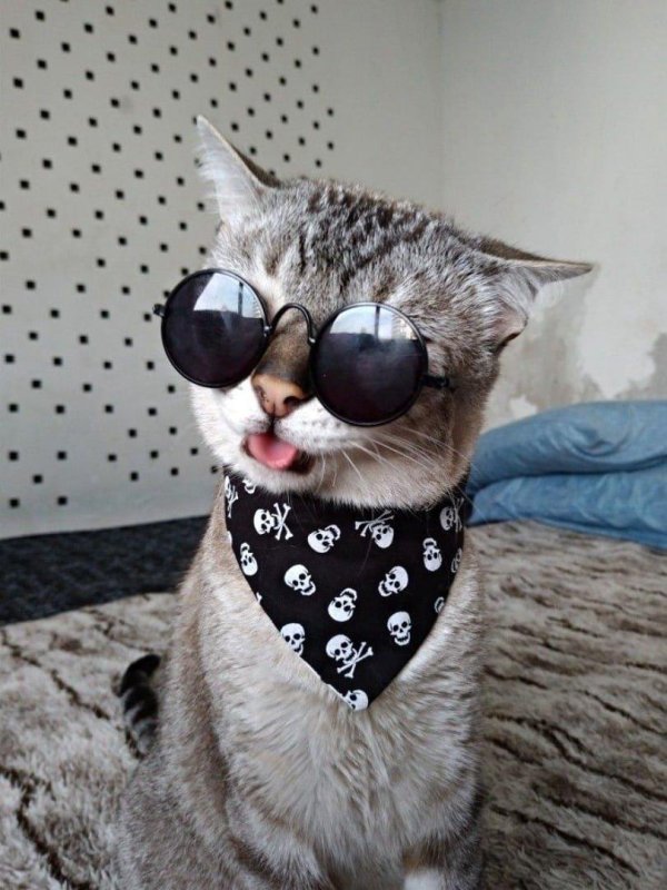 котик в очках