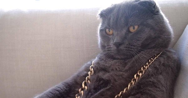 Котов на аву толстые