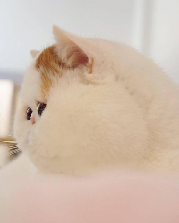 порода кошек снупи