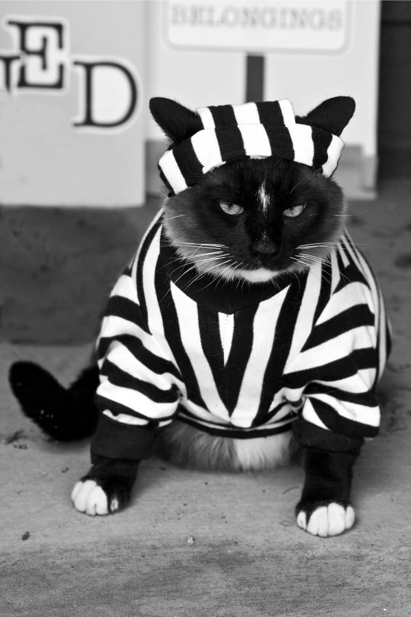 кот арестован