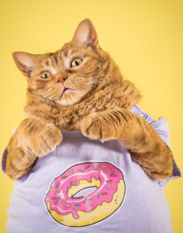 толстый котэ