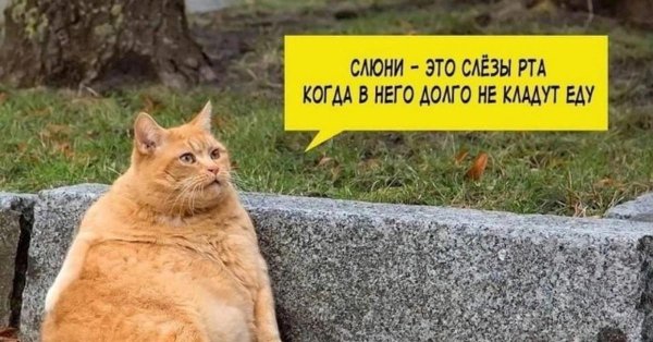 жирный рыжий кот