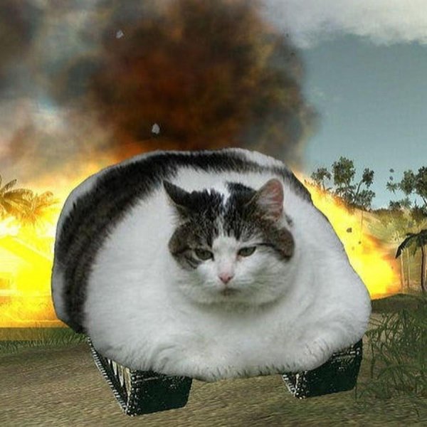Котов на аву толстые
