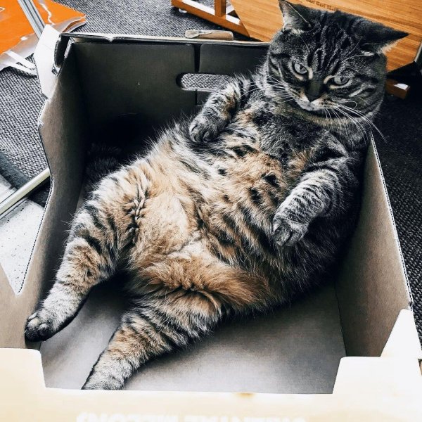 толстые кот