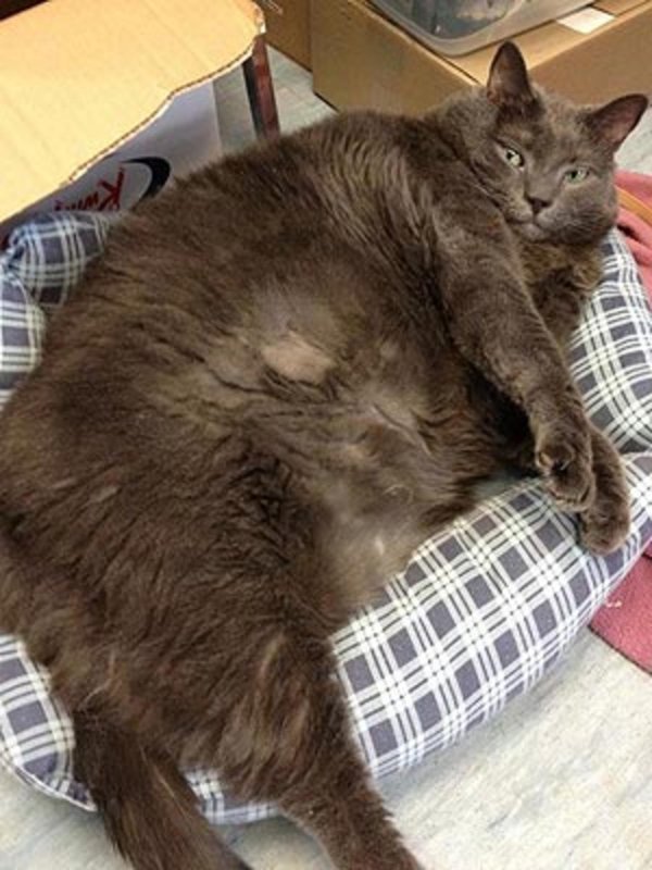 жирные коты