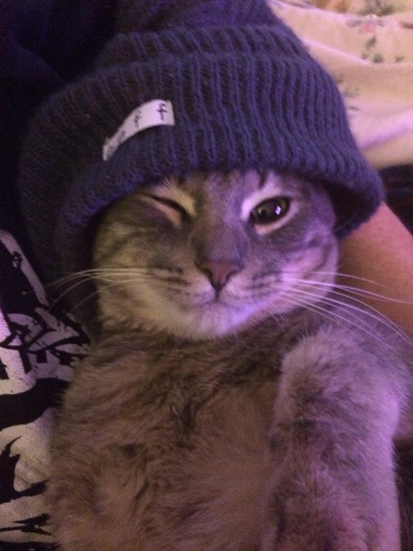 котик в шапке