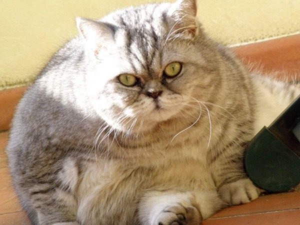 кошка экзот