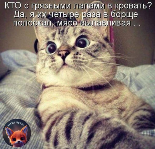 котики милые
