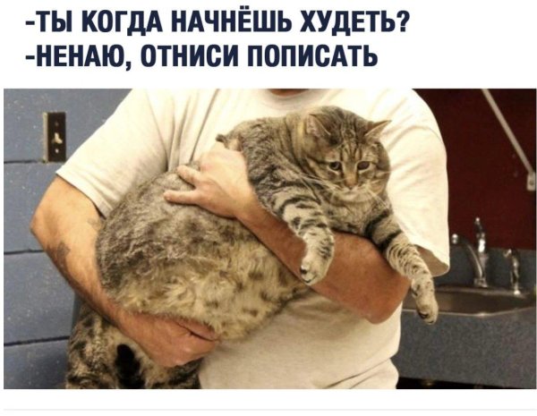 самые толстые коты